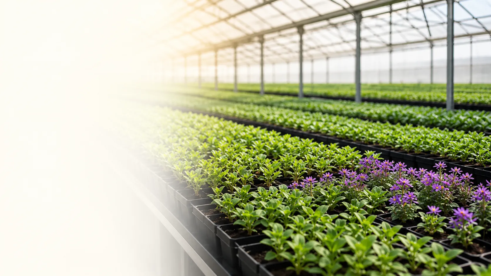 Sunlit Greenhouse Nursery Banner.png